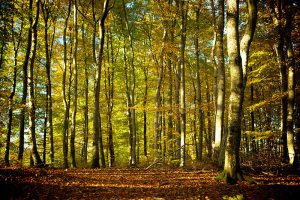 tall_trees