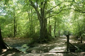 trees_image